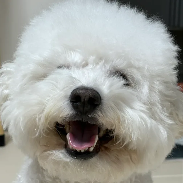 츄츄