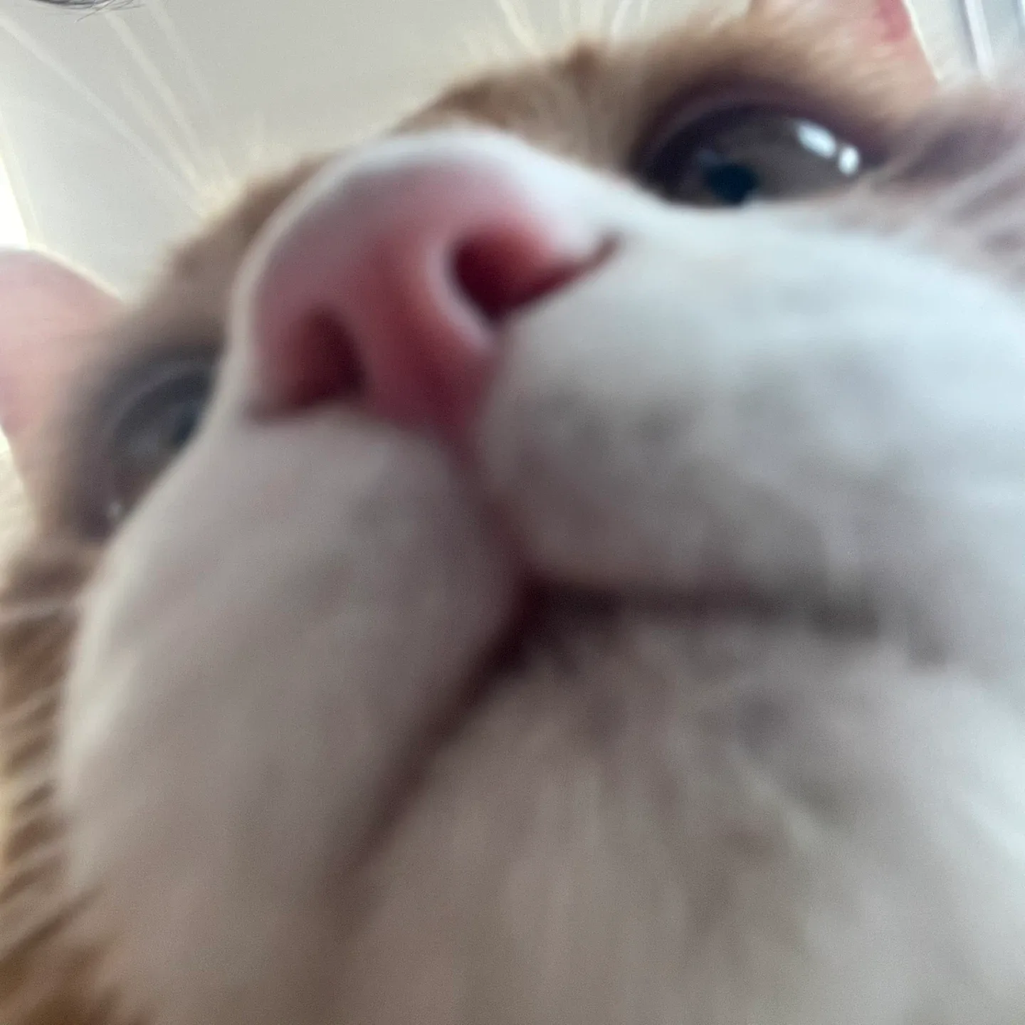 코딱지