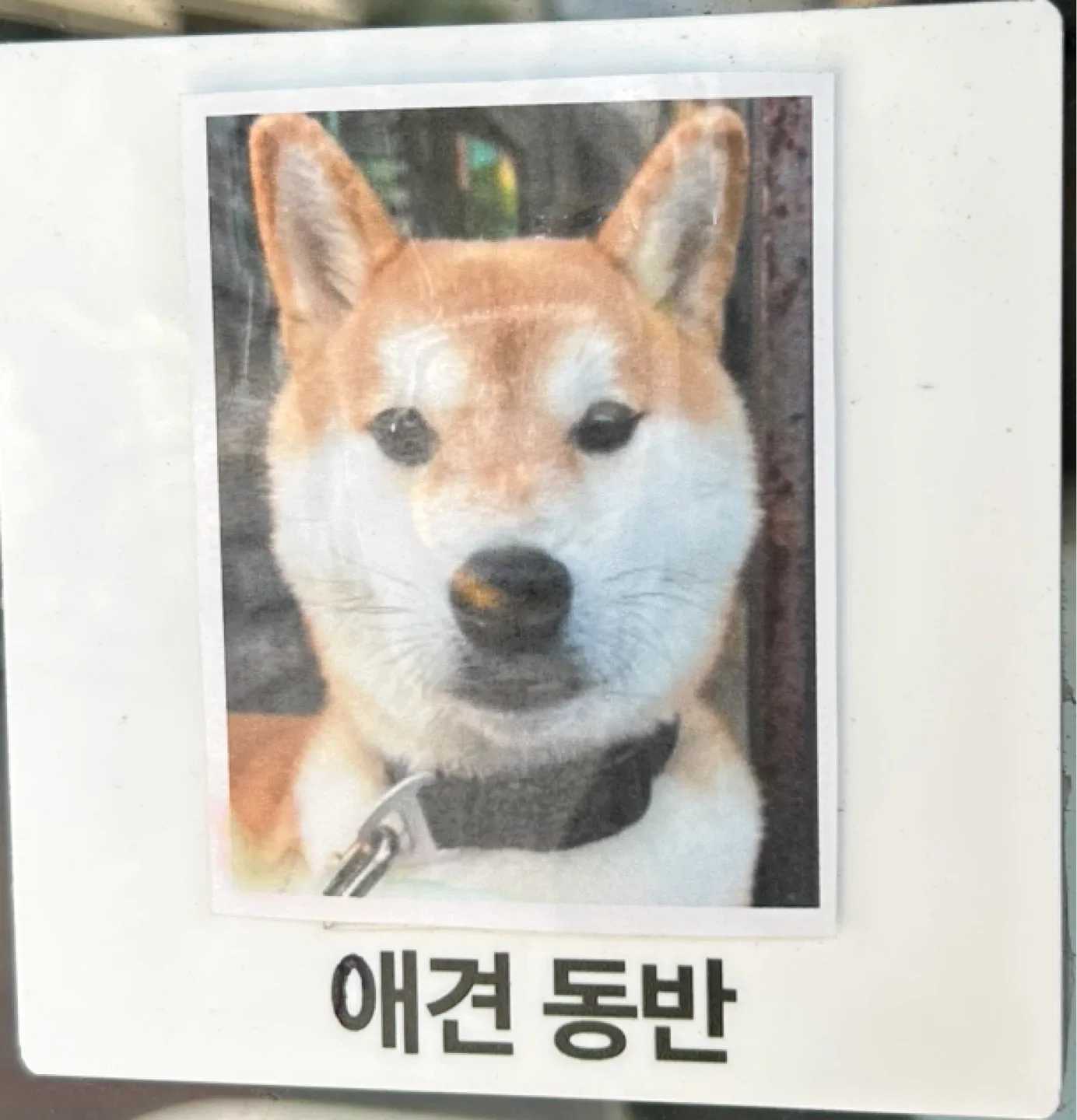 당근이쥐롱