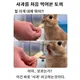 뇸뇸
