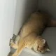 냐미