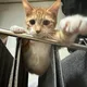 스시먹고싶다