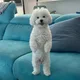 비빔만두