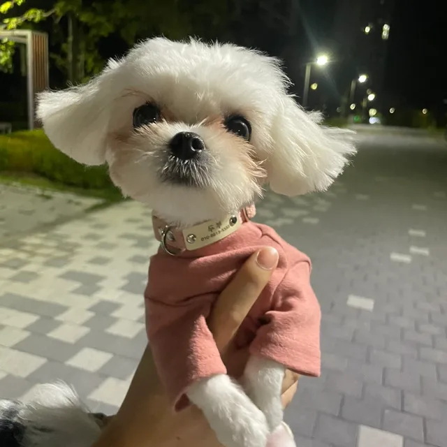 멈추는건죽고나서