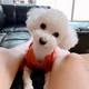 디기딩딩