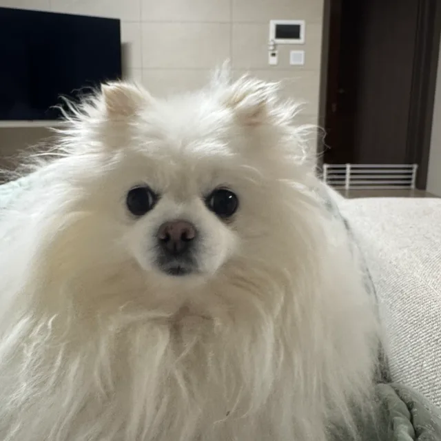 쥬쥬