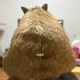 스딤