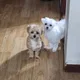 스미뜨