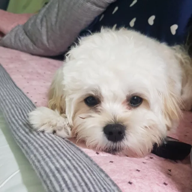 방귀쟁이뿡뿡이