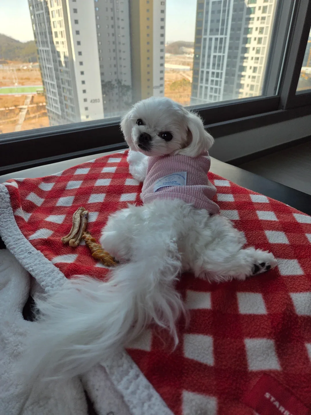 꽃비네