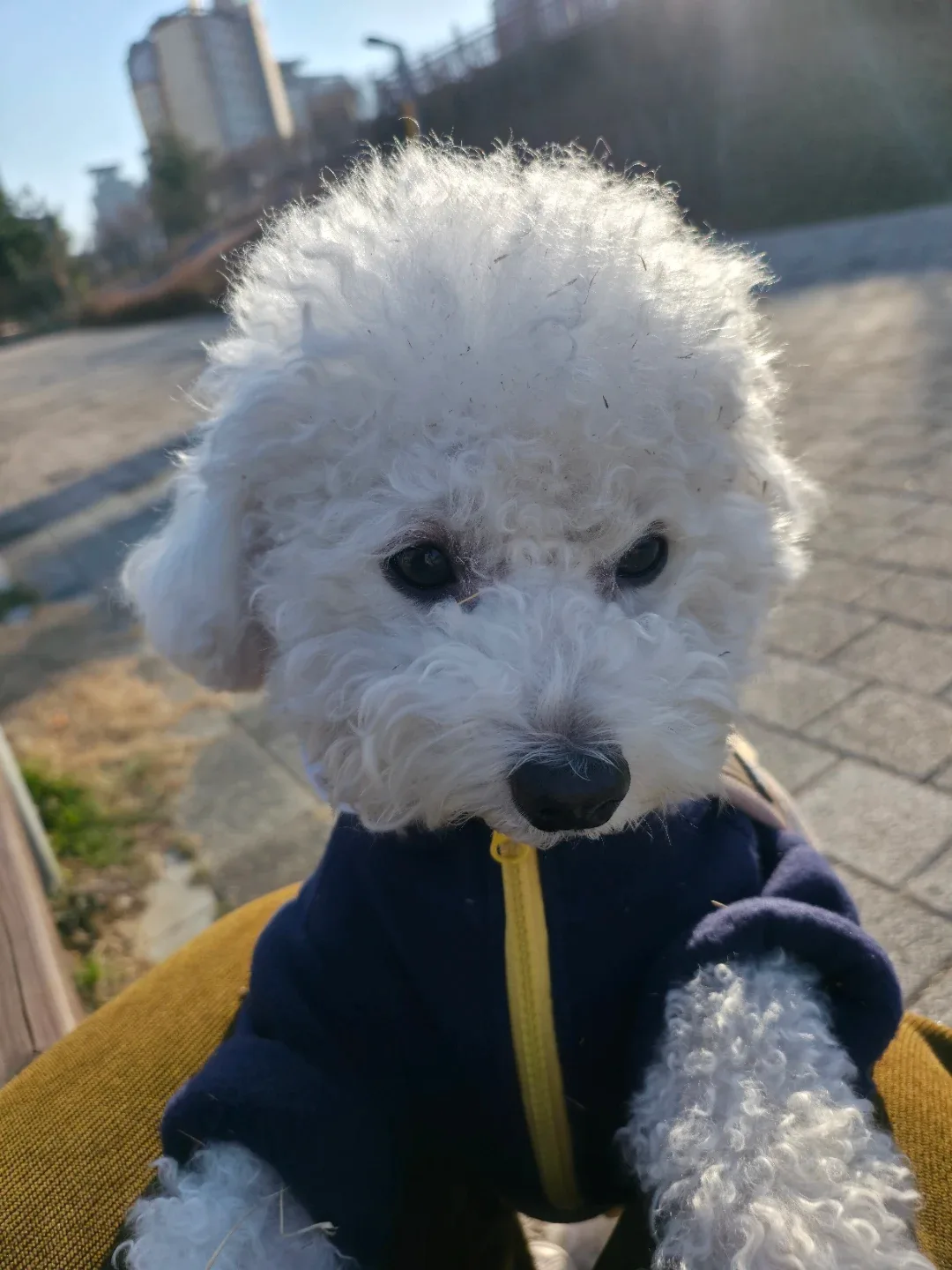 컹컹이친구입니당