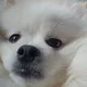 또니마니