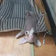여울