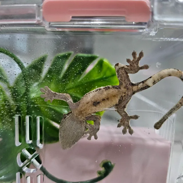 뽀또