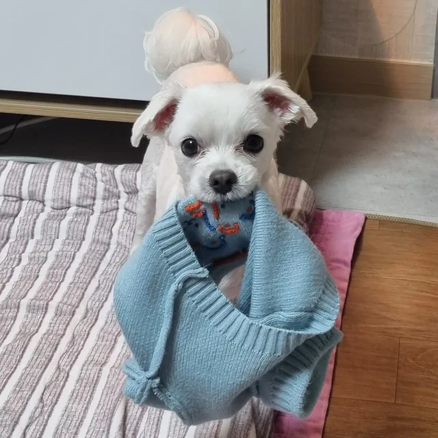 썩어도준치