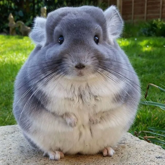 캥캥이