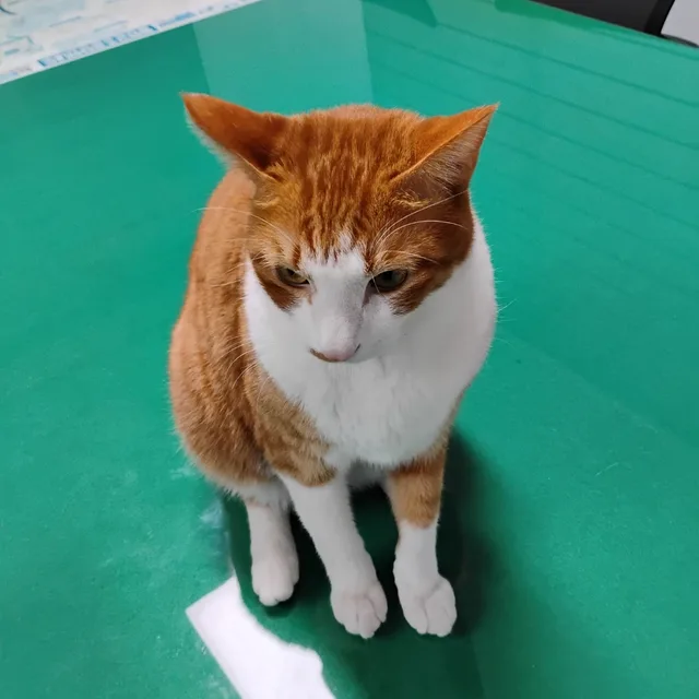 사미72남성