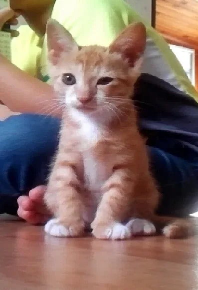 별님