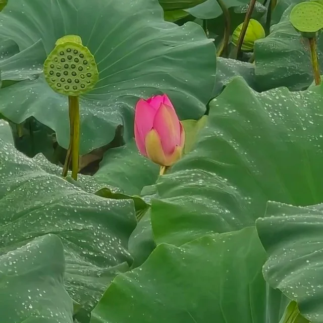 도솔미