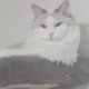 영진