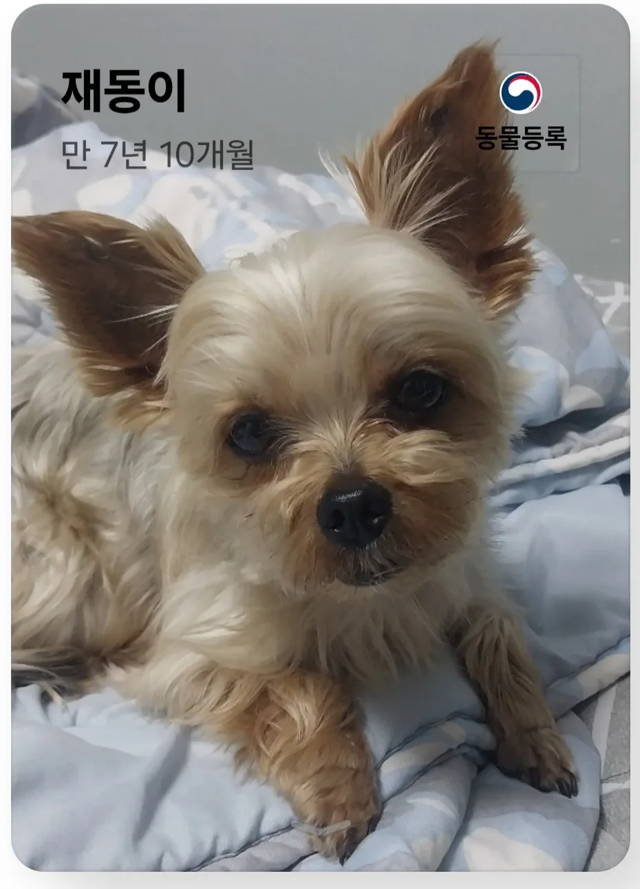 재롱쟁이