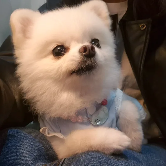 삐비빅