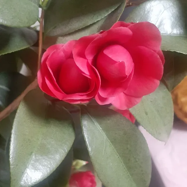우리집동백35송이요