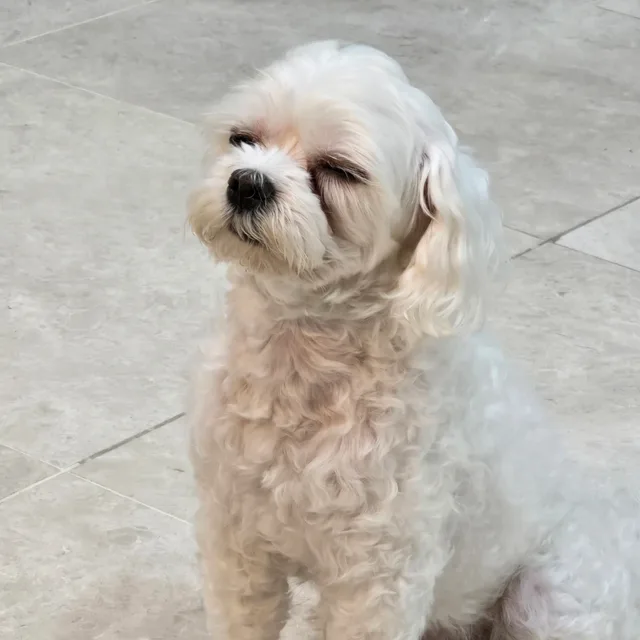 몽실아빠