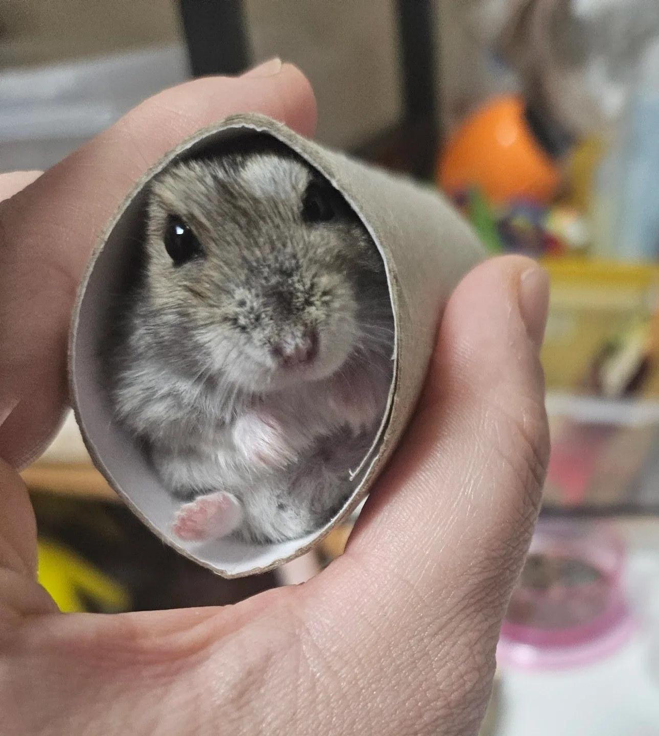 요한왕자