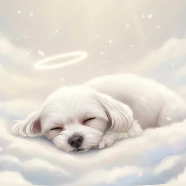 별이야잘가