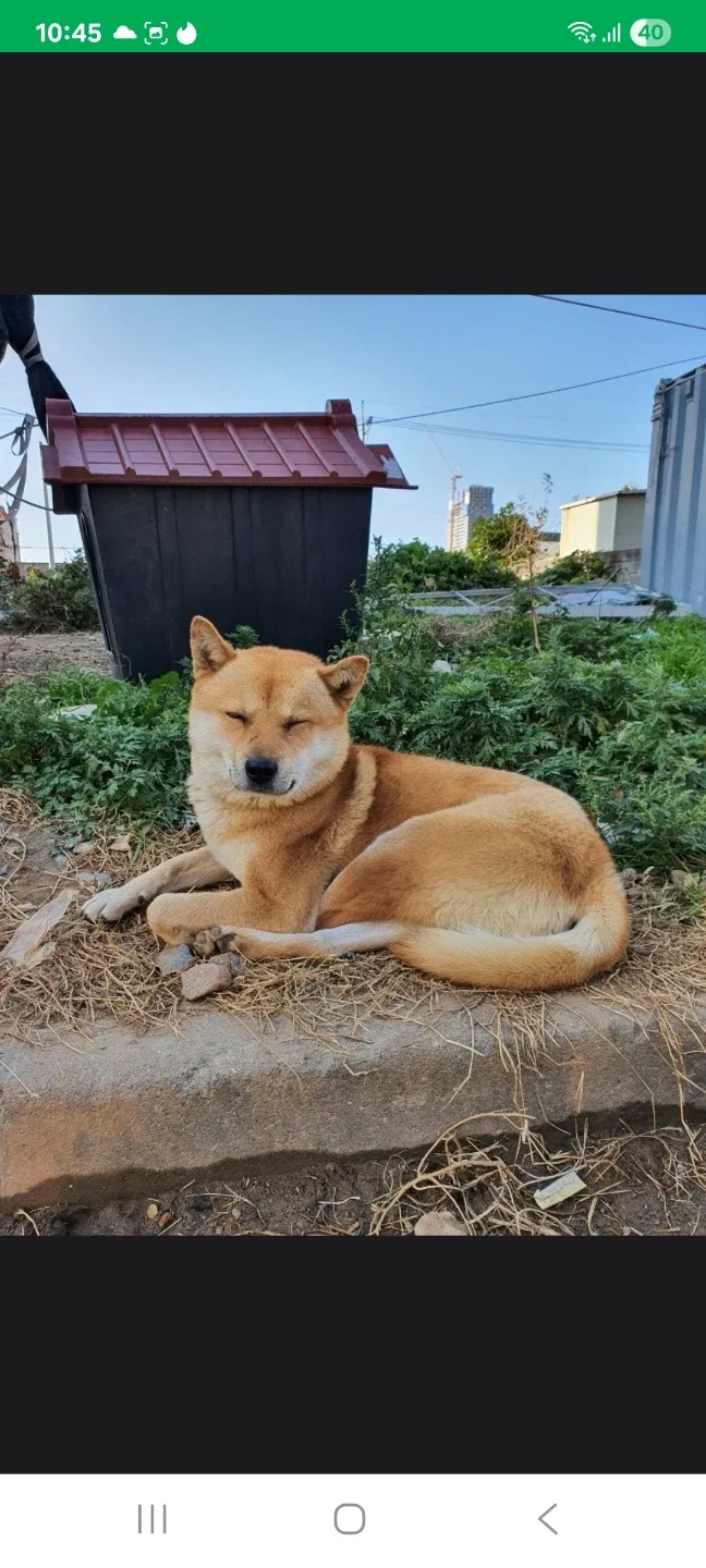 계륵이