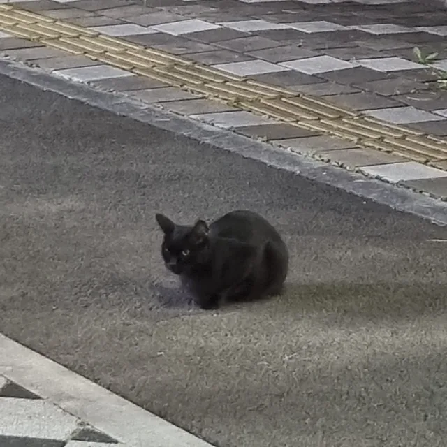 고양이좋아