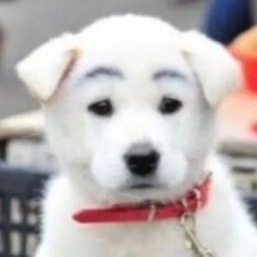 진돗개