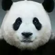 푸바오