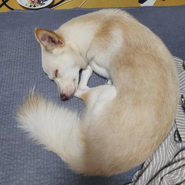 비기너