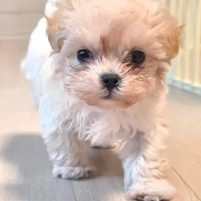 은빛여우
