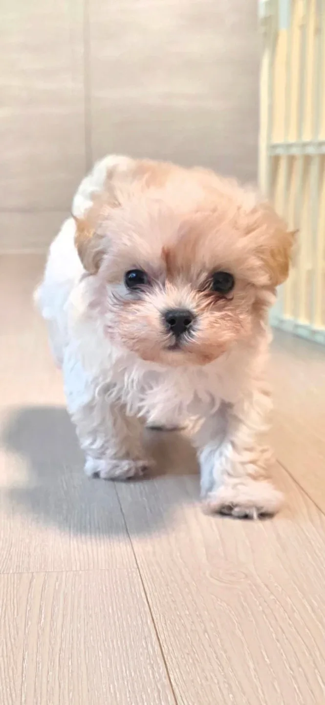 은빛여우