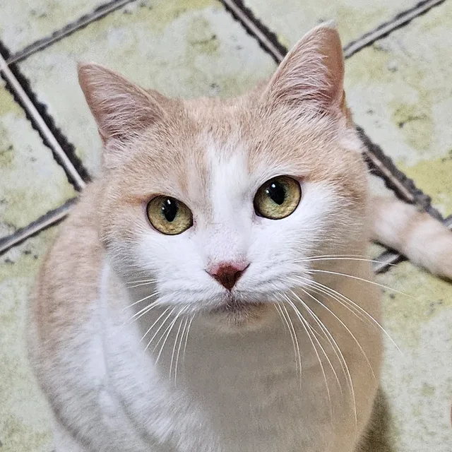 알바왕