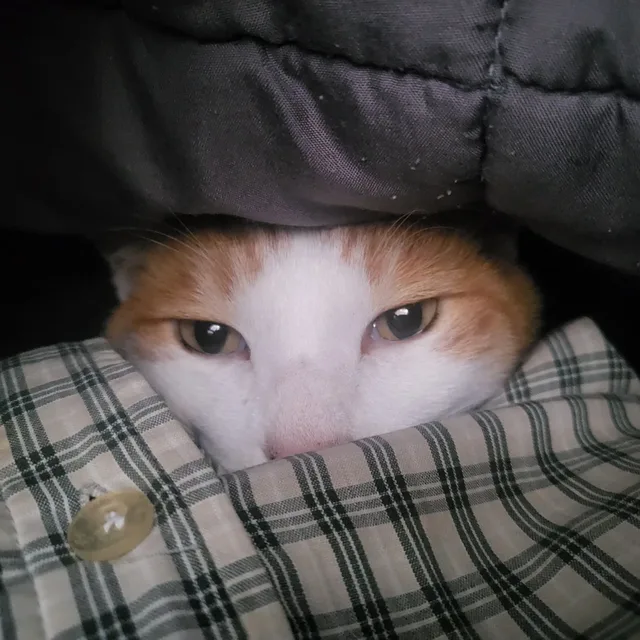 너울