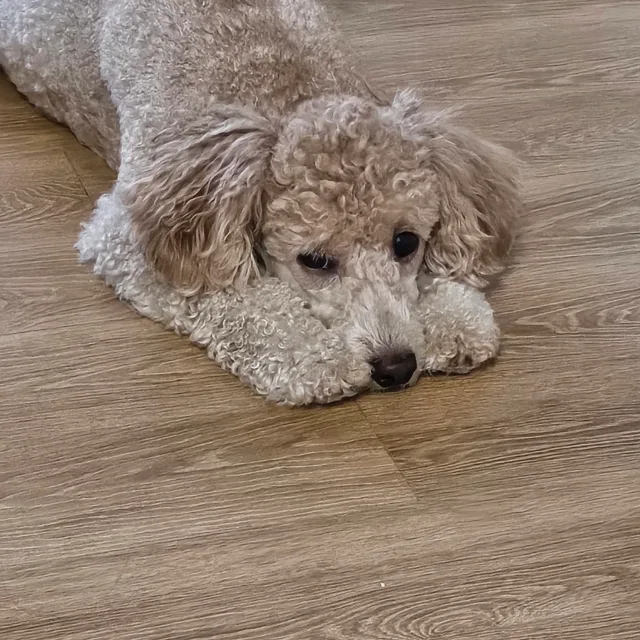 너는나의별