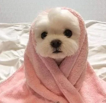 빵박사