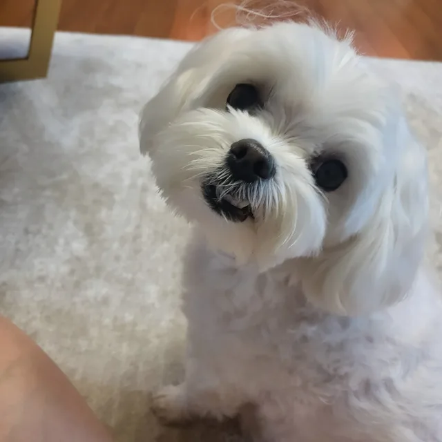 꽁다리