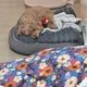 포뇽
