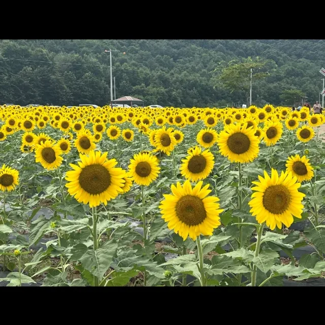 별과나사이에