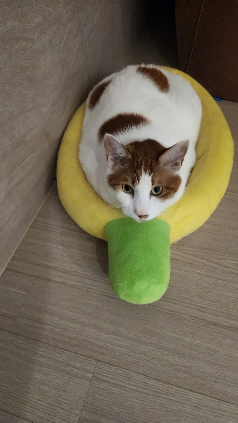 마담이아빠