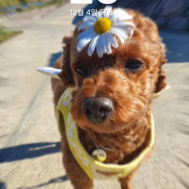 뽀야