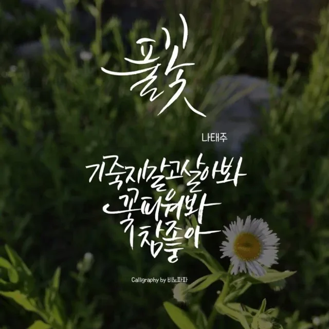들꽃