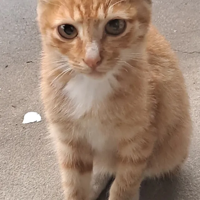 고냥이