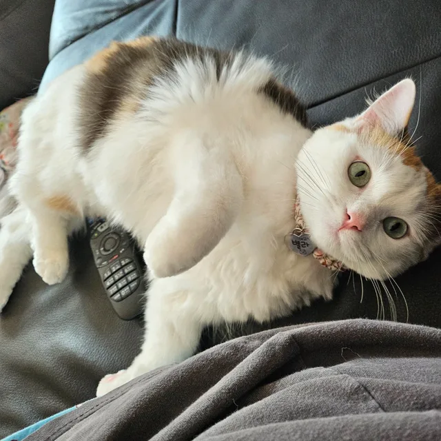 벨라