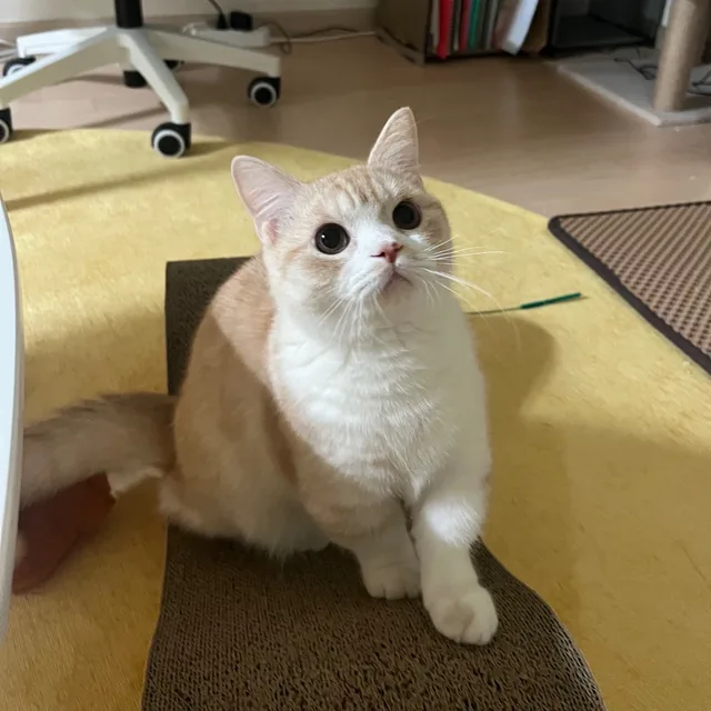 펭구